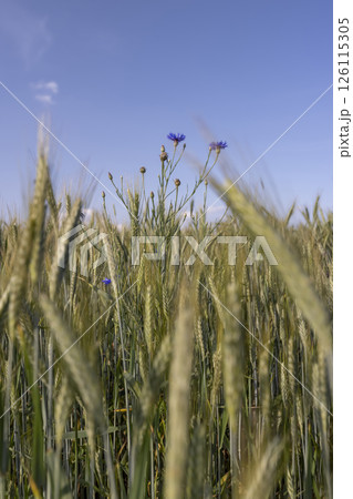 hybrid green cereals resistant to cold 126115305