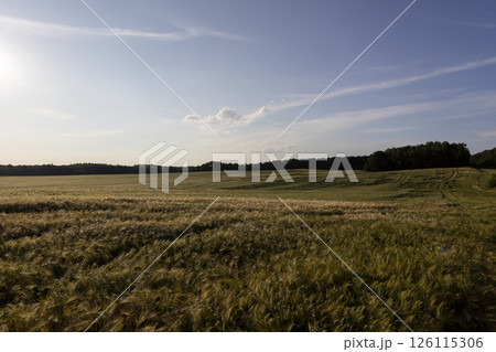wheat before harvesting, a beautiful field in the evening during the summer season at sunset, landscape 126115306