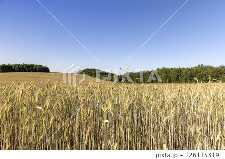 field with wheat and blue cornflowers, a wheat field in which cornflowers grow in summer in sunny weather, forest and sky 126115319