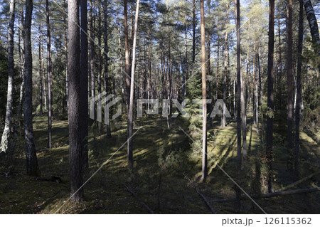part of a forest with different types of trees in sunny weather 126115362