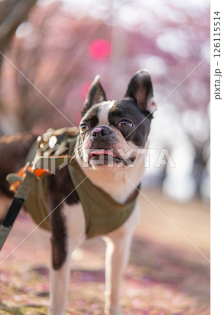 【春】桜の花びらを鼻につけたボストン・テリア【桜】 【春】桜の花びらを鼻につけたボストン・テリア【桜】 126115514