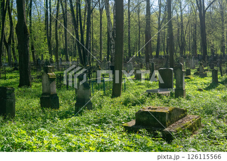 Old jewish cemetery in the spring forest. 126115566