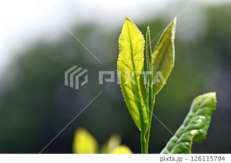茶畑 126115794