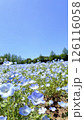 青い空とネモフィラの花 126116058