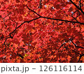 函館市、見頃を迎える紅葉 126116114