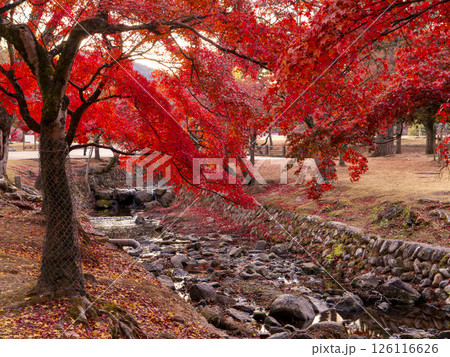 奈良公園吉城川沿いの紅葉 奈良公園吉城川沿いの紅葉 126116626