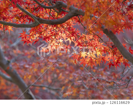 奈良公園吉城川沿いの紅葉 奈良公園吉城川沿いの紅葉 126116629