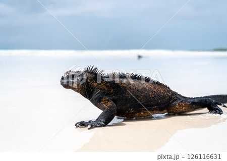 Marine iguana basking on Tortuga Bay beach, Galapagos, Ecuador 126116631