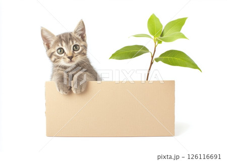 Adorable gray tabby kitten with green eyes sitting in a cardboard box with paws on edge, small plant inside, bright minimal composition highlighting playful and cute scene 126116691