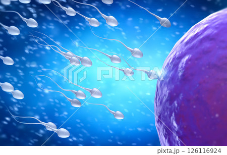 Sperm fertilize with ovum 126116924
