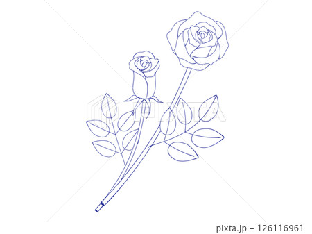 万年筆で描いたような二本のバラの花のイラスト 126116961