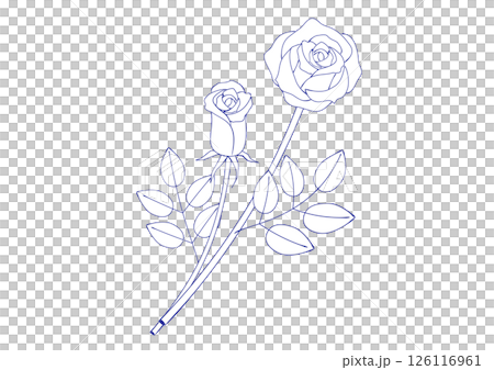 兩朵玫瑰花的插圖，彷彿用鋼筆畫的 126116961