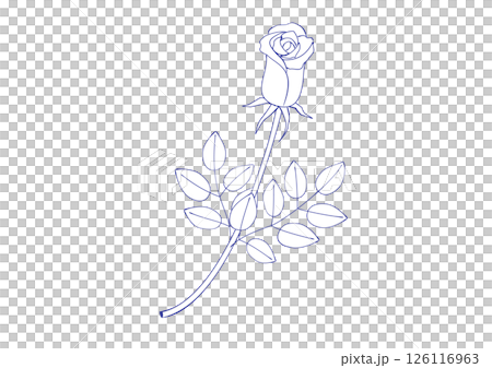 Illustration of a rose bud drawn with a fountain pen, painted white Illustration of a rose bud drawn with a fountain pen, painted white 126116963
