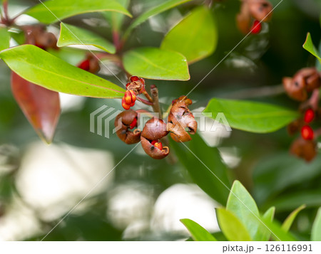 モッコクのはじけた実 モッコクのはじけた実 126116991