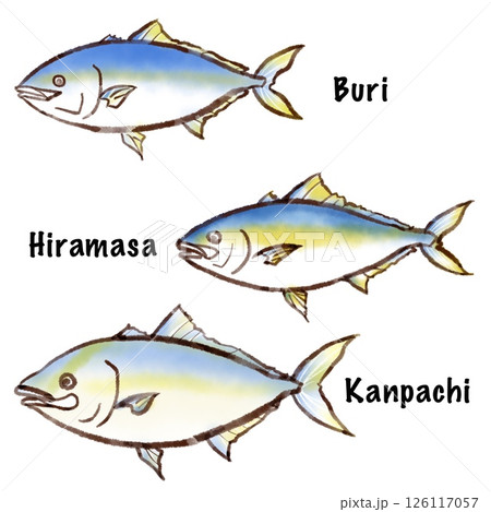 ブリ御三家のイラスト(墨絵風) ブリ御三家のイラスト(墨絵風) 126117057