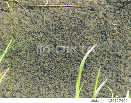 水田に住むヒメガムシの幼虫 126117462