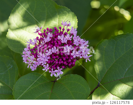 ピンク色のボタンクサギの花 ピンク色のボタンクサギの花 126117578