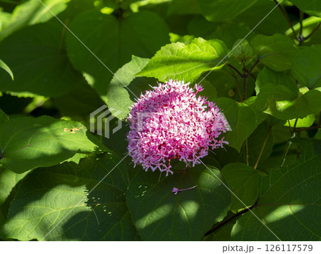 ピンク色のボタンクサギの花 ピンク色のボタンクサギの花 126117579
