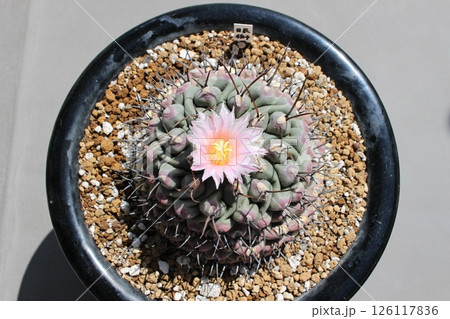 サボテン テロカクタス 眠り獅子 サボテン テロカクタス 眠り獅子 126117836