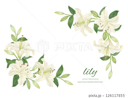 水彩で描いた白い百合のフレーム素材 水彩で描いた白い百合のフレーム素材 126117855