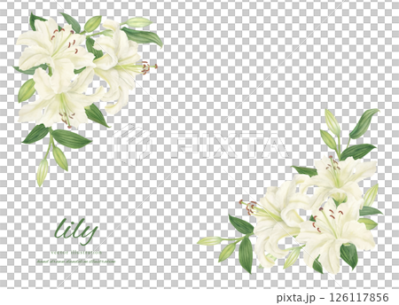 Frame material of white lilies painted with watercolors 126117856