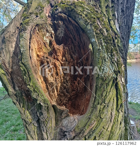 Close-up of weathered tree trunk with hollow cavity and moss-covered bark near calm body of water, natural decay in brown and red tones, concept of forestry, ecology, outdoor education Close-up of weathered tree trunk with hollow cavity and moss-covered bark near calm body of water, natural decay in brown and red tones, concept of forestry, ecology, outdoor education 126117962