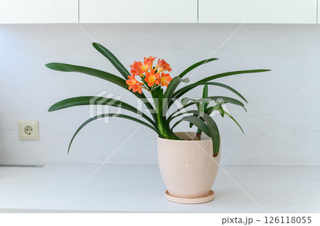 Blooming clivia plant in ceramic pot on white background. 126118055