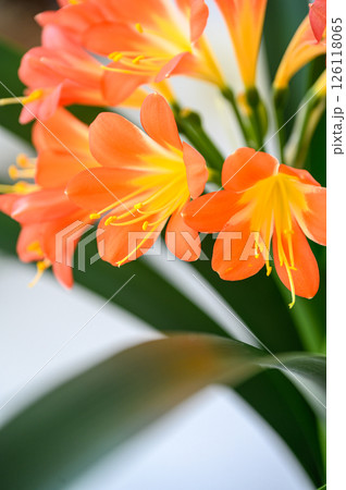 Close-up of vibrant orange clivia flowers in bloom. Close-up of vibrant orange clivia flowers in bloom. 126118065