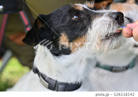 おやつを食べる愛犬　ジャックラッセルテリア 126118142