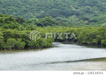 石垣島にある吹通川のマングローブ林 126118331