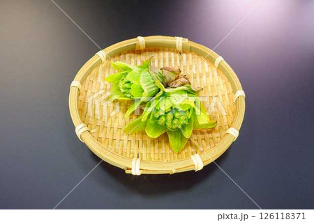 フキノトウ ふきのとう 蕗の薹 フキノトウ ふきのとう 蕗の薹 126118371