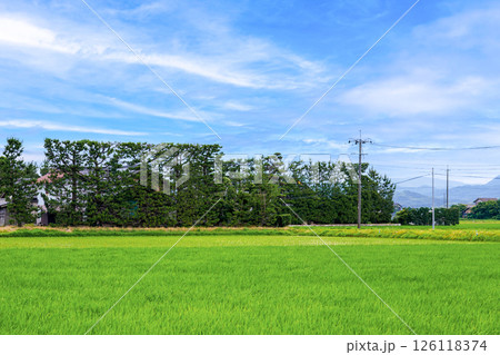 〈島根県〉出雲平野に点在する築地松と緑の稲田の絨毬 〈島根県〉出雲平野に点在する築地松と緑の稲田の絨毬 126118374