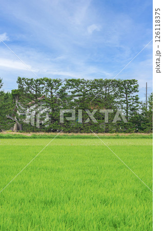 〈島根県〉出雲平野に点在する築地松と緑の稲田の絨毬 126118375