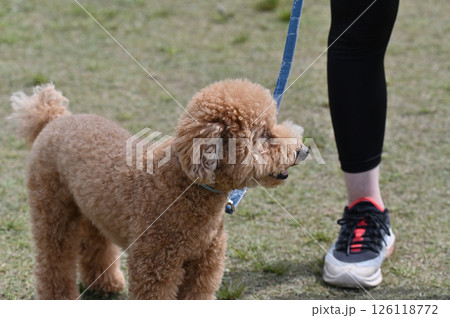 散歩するトイプードル 126118772