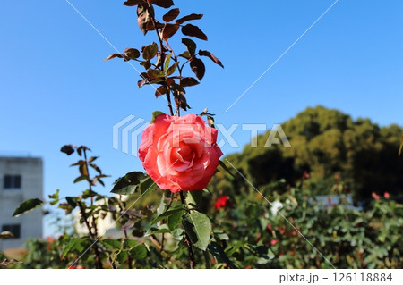 荒尾市 おもやい市民花壇 バラの花、 荒尾市 おもやい市民花壇 バラの花、 126118884
