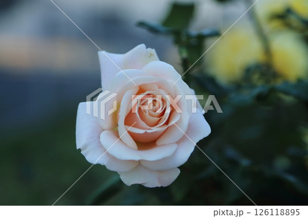 荒尾市　おもやい市民花壇　バラの花、 126118895