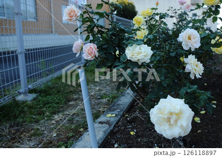 荒尾市　おもやい市民花壇　バラの花、 126118897