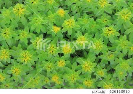 5月の花 126118910