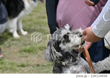 じゃれ合う愛犬と飼い主　ミニチュアシュナウザー 126118936