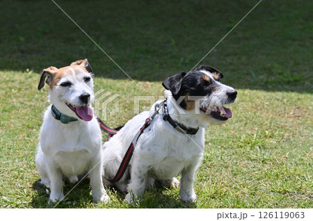 笑顔の仲良し犬　ジャックラッセルテリア 126119063