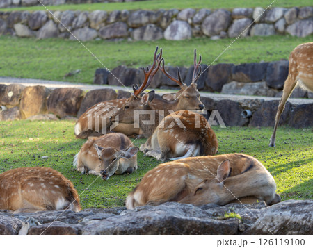 食後に休む奈良公園の鹿 126119100
