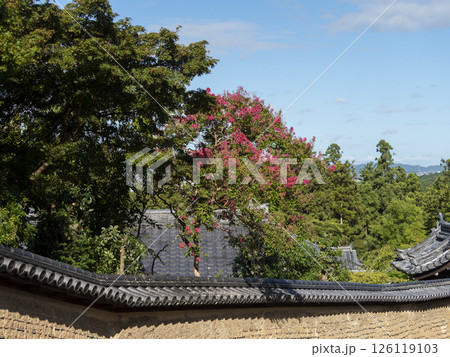 東大寺二月堂裏参道に咲く百日紅 東大寺二月堂裏参道に咲く百日紅 126119103