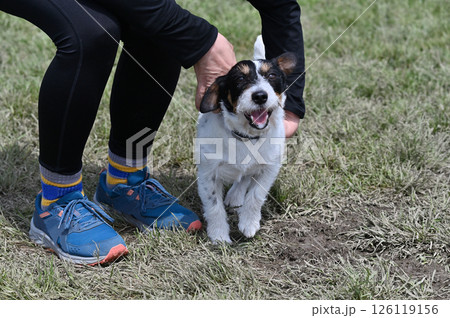 女性と遊んで嬉しい愛犬 ジャックラッセルテリア 女性と遊んで嬉しい愛犬 ジャックラッセルテリア 126119156