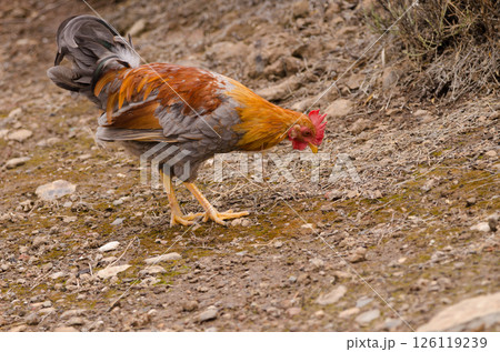 Hen Gallus gallus domesticus. 126119239