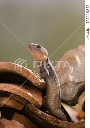 Male Gran Canaria giant lizard. Male Gran Canaria giant lizard. 126119251
