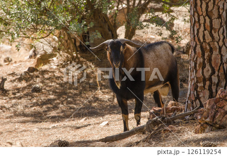 Male feral goat. Male feral goat. 126119254