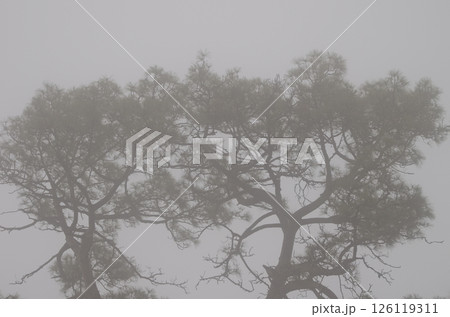 Canary Island pines in the fog. Canary Island pines in the fog. 126119311