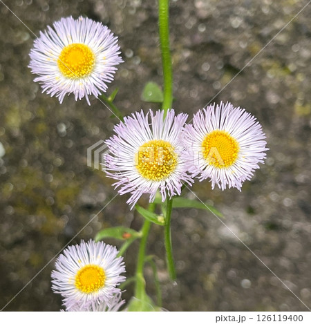 可憐な花ハルジョオンの花、小さくてかわいい花、淡いピンク色の花、細い花弁が沢山ある花 可憐な花ハルジョオンの花、小さくてかわいい花、淡いピンク色の花、細い花弁が沢山ある花 126119400