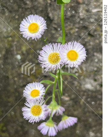 可憐な花ハルジョオンの花、小さくてかわいい花、淡いピンク色の花、細い花弁が沢山ある花 可憐な花ハルジョオンの花、小さくてかわいい花、淡いピンク色の花、細い花弁が沢山ある花 126119402