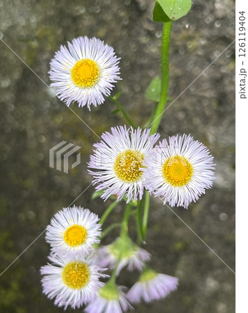 可憐な花ハルジョオンの花、小さくてかわいい花、淡いピンク色の花、細い花弁が沢山ある花 可憐な花ハルジョオンの花、小さくてかわいい花、淡いピンク色の花、細い花弁が沢山ある花 126119404